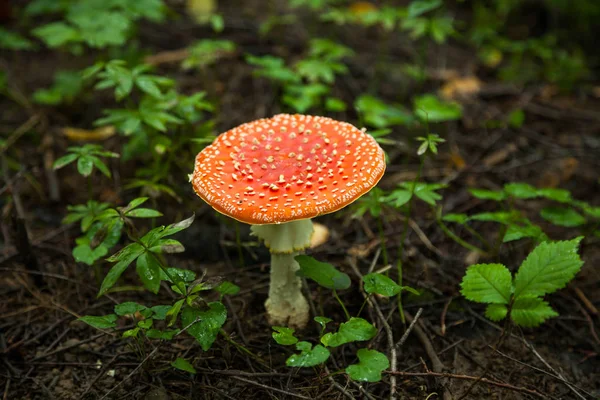 Amanita Hongo Venenoso Con Una Tapa Roja Motas Blancas — Foto de Stock