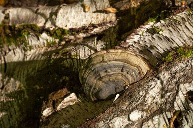 Inonotus obliquus, chaga mantar bilinen bir mantar Hymenochaetaceae ailesindeki olduğunu. Huş ağacı ve diğer ağaçlar üzerinde parazit