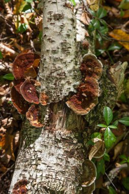 Inonotus obliquus, chaga mantar bilinen bir mantar Hymenochaetaceae ailesindeki olduğunu. Huş ağacı ve diğer ağaçlar üzerinde parazit