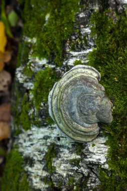 Inonotus obliquus, chaga mantar bilinen bir mantar Hymenochaetaceae ailesindeki olduğunu. Huş ağacı ve diğer ağaçlar üzerinde parazit