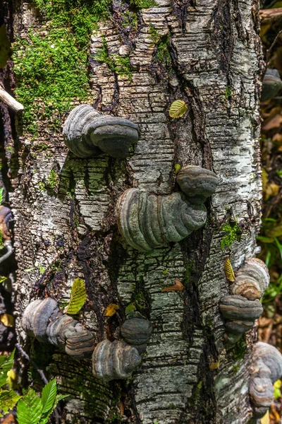 Chaga 버섯로 일반적으로 알려진 Inonotus Obliquus Hymenochaetaceae에에서 팡이입니다 그것은 자작나무와 — 스톡 사진