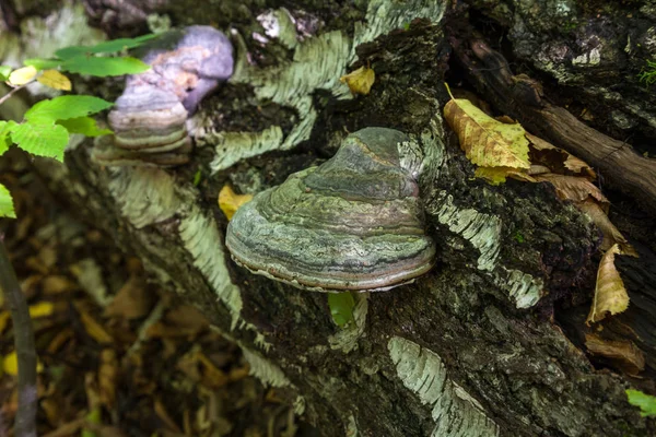 Inonotus Obliquus Широко Известный Chaga Mushroom Является Грибком Семействе Hymenochaetaceae — стоковое фото