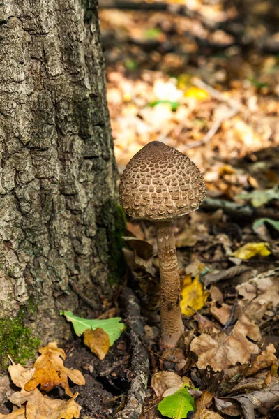 Зонтичный Гриб Macrolepiota Procera Lepiota Procera Представляет Собой Базидиомицет Гриб — стоковое фото