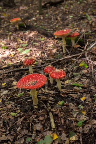 Amanita Ядовитый Грибок Красной Шапкой Белых Пятнах — стоковое фото