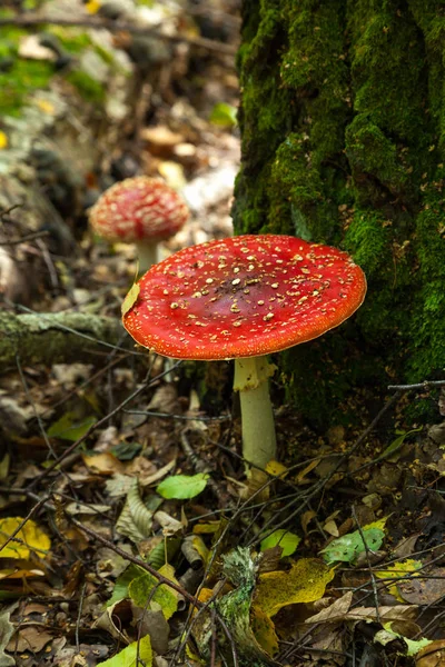 鹅是一种有毒的真菌 红帽在白色斑点 — 图库照片