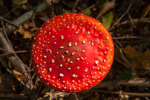 Amanita Ядовитый Грибок Красной Шапкой Белых Пятнах — стоковое фото