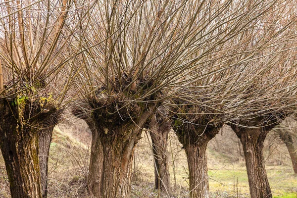 Willow Branches Rods Tree Used Weaving — Stock Photo, Image