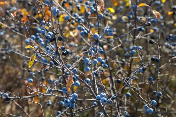 Schlehen Die Früchte Des Baumes Ähneln Pflaumen Und Haben Einzigartige — Stockfoto