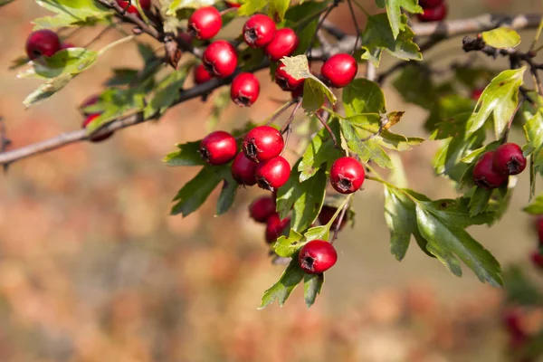 Hawthorn Amplamente Utilizado Como Uma Planta Ornamental Medicinal Frutas São — Fotografia de Stock