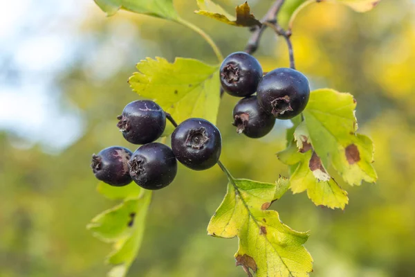 Hawthorn Amplamente Utilizado Como Uma Planta Ornamental Medicinal Frutas São — Fotografia de Stock