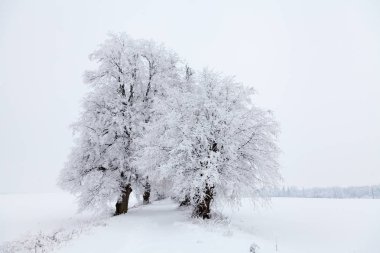 Kar kış Frost ile kaplı ağaçlar