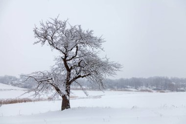 Soğuk kış karla kaplı yalnız ağaç