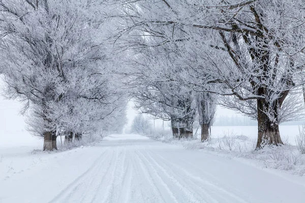 Bäume Winterfrost Mit Schnee Bedeckt — Stockfoto