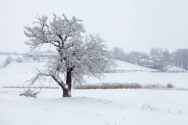 Árbol Solitario Invierno Helado Cubierto Nieve — Foto de Stock