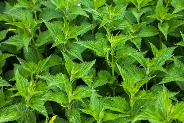 Üppiges Dickicht Von Brennnesselsträuchern Der Natur — Stockfoto