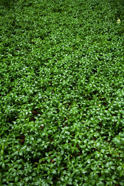 Glade Overgrown Periwinkle Wetted Rain — Stock Photo, Image
