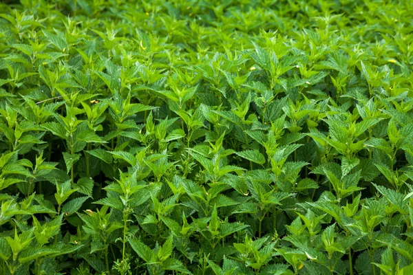 Lush Thickets Stinging Nettle Bushes Nature — Stock Photo, Image