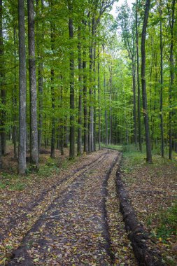 Ormandan geçen yol.