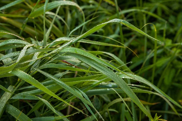 Morgentau — Stockfoto