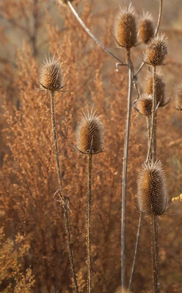 Getrocknete Distel — Stockfoto