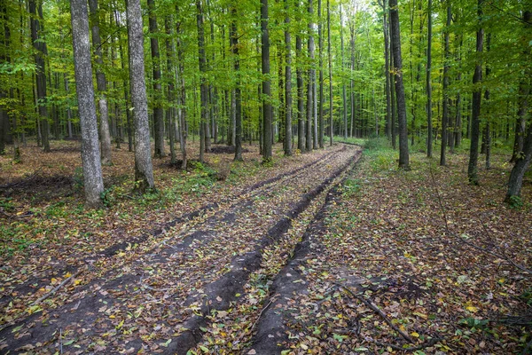 Weg door het bos — Stockfoto