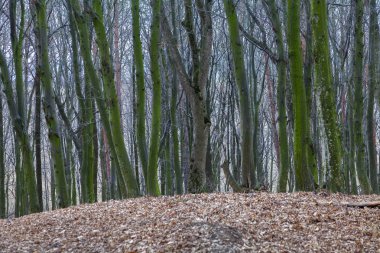 ağaçların gövdeleri 