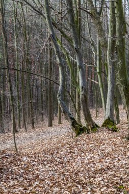 ağaçların gövdeleri 
