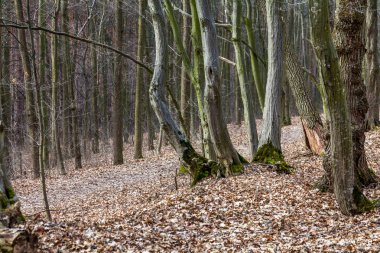 ağaçların gövdeleri