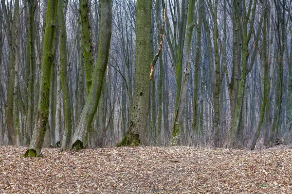 Trunks of trees — Stock Photo, Image