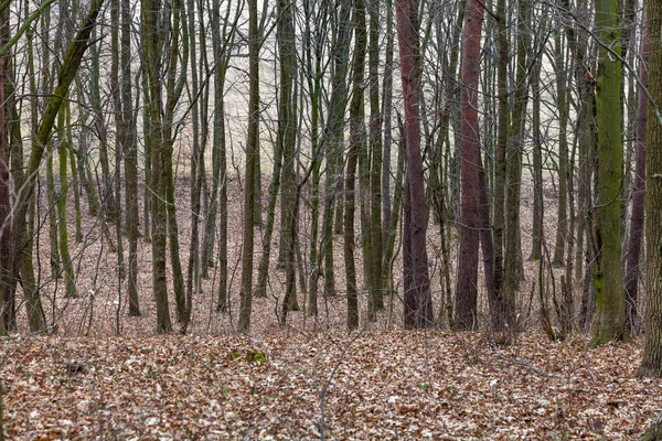 Trunks of trees — Stock Photo, Image