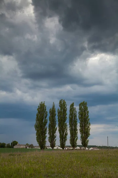 Poplars — Stock Photo, Image