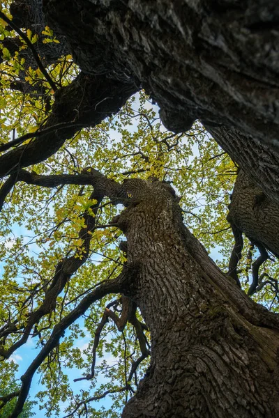 Old oak — Stock Photo, Image