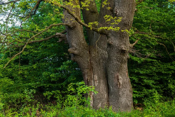 Stejar vechi — Fotografie, imagine de stoc