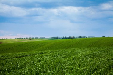 Yeşil sürgünler alanıyla 