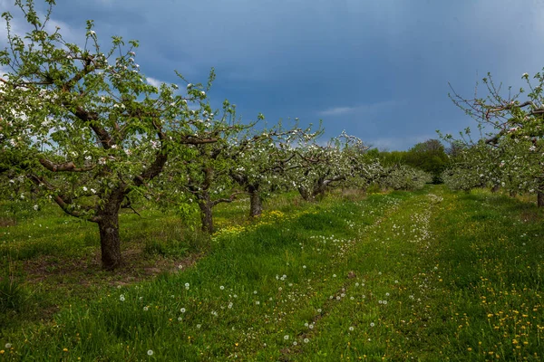Старый цветущий яблоневый сад — стоковое фото