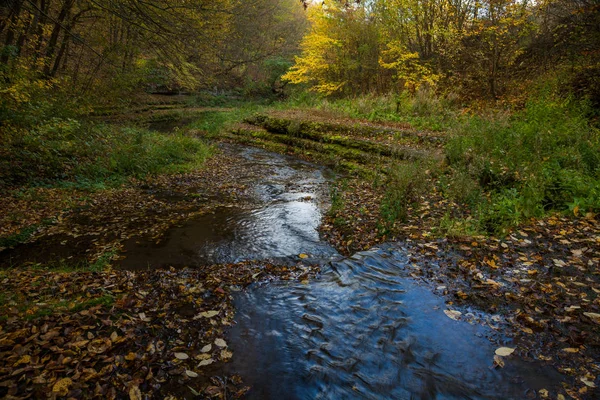 Потік, що тече в лісі — стокове фото