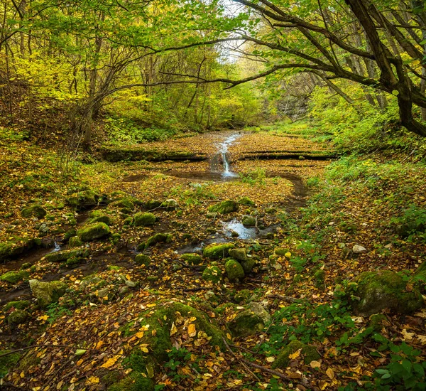 Потік, що тече в лісі — стокове фото