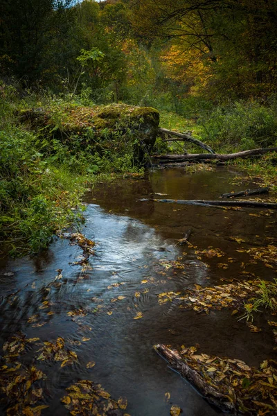 Flusso che scorre nella foresta — Foto Stock