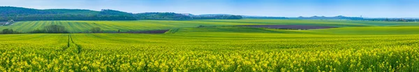 Campos de canola florescente — Fotografia de Stock