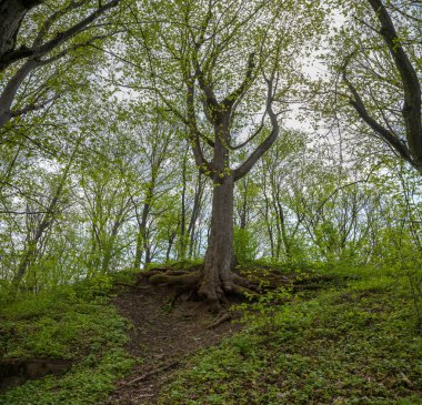 Genç yaprakları ile Ağaç 