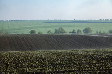 Genç sürgünler ile sürülmüş alanlar