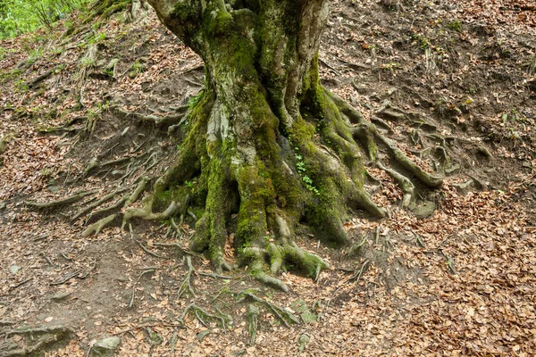 Raíces de un árbol —  Fotos de Stock