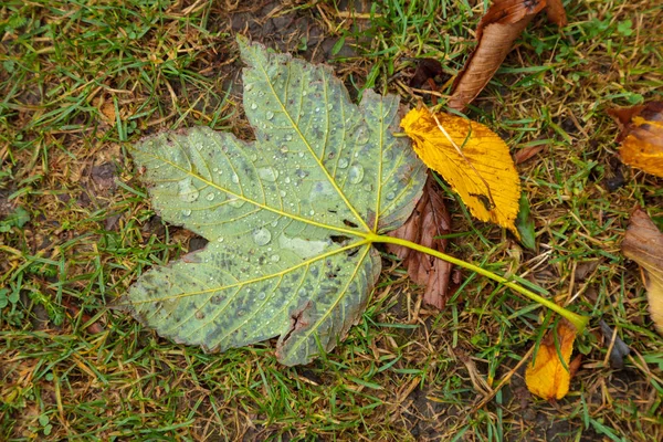 Falne blader som får vann fra regn – stockfoto