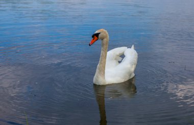 Kuğu, uzun kıvrımlı boyunlu büyük bir su kuşudur..