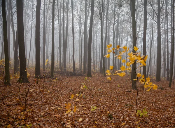 Nevoeiro Floresta Outono — Fotografia de Stock