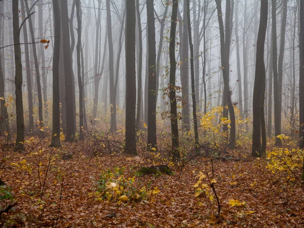 Mist Het Herfstbos — Stockfoto