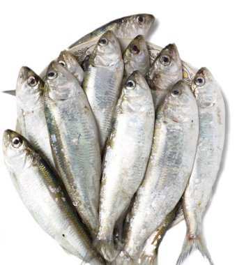 Bir sürü beyaz arka plan üzerinde ham azak shad (etli caspia tanaica)