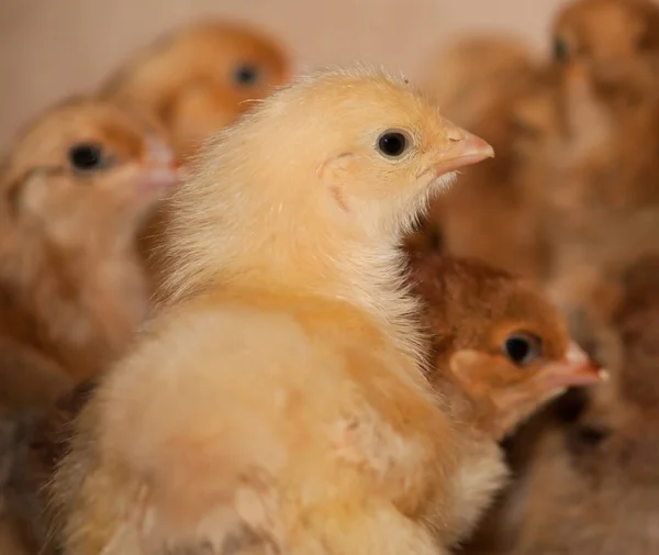 家禽饲养场饲养肉鸡 — 图库照片