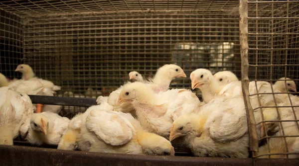 Pollos Raza Cárnica Una Jaula Una Granja Avícola — Foto de Stock