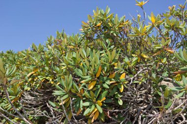 Mavi gökyüzü arka plan üzerinde beyaz ormangülü portre